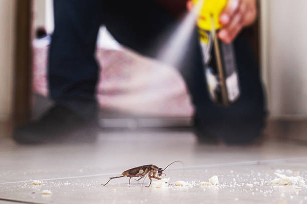 Best Termite Control Services  in Haiku Pauwela, HI