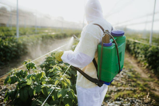 Best Best Pest Control Companies  in Haiku Pauwela, HI
